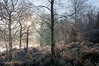 hoar frost Calluna vulgaris natural woodland lake side walk late autumn trees water fallen leaves sun sunny blue sky mist