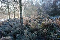 hoar frost Calluna vulgaris natural woodland lake side walk late autumn trees water fallen leaves sun sunny blue sky mist