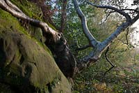 Silver Birch Betula pendula nature reserve tree East Sussex sandstone outcrop clinging growing edge erosion exposed roots
