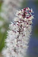 Actaea (formerly Cimicifuga) racemosa Atropurpurea Group summer flower perennial white September purple scented perfume tall