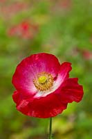 shirley poppy Papaver rhoeas summer flower hardy annual white red july medicinal herbal garden plant