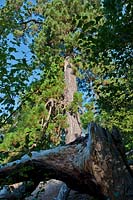 scots scottish pine Pinus sylvestris tree trunk Lake Wood East Sussex Woodland Trust sandstone ridges late summer September