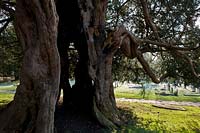 ancient yew tree Taxus bacata Charlwood churchyard Surrey England winter January evergreen large old sacred Druid Druidic