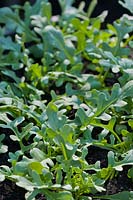 Rocket Sweet Oak Leaf arugula Eruca vesicaria sativa salad vegetable summer perennial May organic home grown kitchen garden