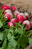 Radish Redhead summer root vegetable white strong flavor May crop edible organic home grown kitchen garden plant