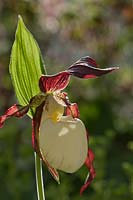 Kentucky lady's slipper orchid Cypripedium kentuckiense flower perennial summer June garden plant hardy brown yellow native wild