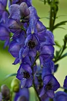 monkshood Aconitum Bressingham Spire summer flower perennial blue violet purple August flowers garden plant