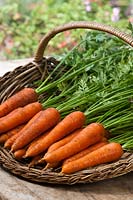Carrot Tender Snax F1 hybrid medium sized carota var sativus trug summer fresh freshly harvested pulled home grown organic