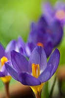 Sieber's Crocus sieberi Tricolor Spring flower bulb flowers blooms blossoms purple yellow white February garden plant open