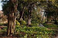 West Dean Sussex woodland walk stream water flowing trees shade cover boxwood Buxus sempervirens sun sunny blue sky Spring March
