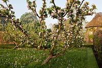 Apple orchard underplanted wiild flowers Dandelions cowslips Camassia quamash blossoms goblet fruit trees Spring blooms flowers