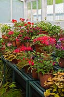 cool greenhouse summer display staging shelves Pelargoniums Fuchsia Fascination shrub tender summer flower container pot pink