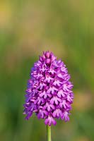 Pyramidal Orchid Anacamptis pyramidalis flower summer native wild perennial purple pink June garden plant South Downs East