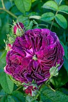 summer flower old-fashioned heritage rose shrub June purple scented perfume garden plant bloom