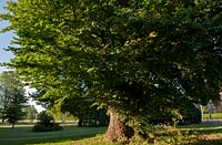 Ulmus procera common English Elm