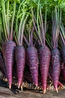Carrot 'Purple Sun'
