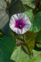 Sweet Potato 'Evangeline' flower