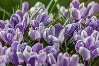 Crocus 'Pickwick'