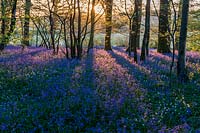 English bluebell wood