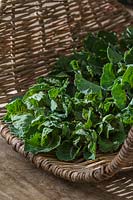 freshly harvested Brukale 'Petit Posy'