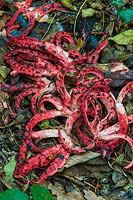 Clathrus archeri devil's fingers fungus