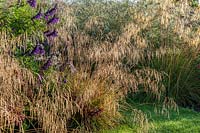 Deschampsia cespitosa ‘Goldtau’