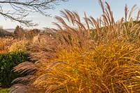 Miscanthus sinensis ‘Grosse Fontane’ at Marchants Hardy Plants