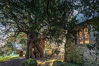 Ancient yew tree in Crowhurst churchyard