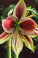 Hippeastrum Papilio