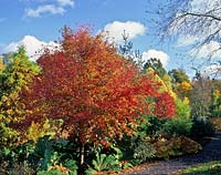 Hilliers Arboretum Hampshire Nyssa sylvatica Sheffield Park