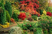 Brook Lodge Farm Cottage Surrey in autumn garden with Acer palmatum cultivars hardy Fuchsias and Vitis coignetiae