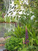 The Manchester Garden with its perforated background adds background interest to the planting of the purple lupin - Lupinus.  - Designer: Exterior Architecture. RHS Chelsea Flower Show 2019