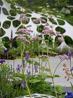 The Manchester Garden with its perforated background adds background interest to the planting of Pimpinella major 'Rosea' .  - Designer: Exterior Architecture.
RHS Chelsea Flower Show 2019