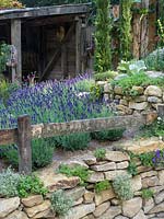 The Donkey Sanctuary: Donkeys Matter Garden at RHS Chelsea Flower Show 2019. A stone wall and wooden fence surrounds the garden densley planted with Lavender - Lavendula - Designer:  Christina Williams and Annie Prebensen - Sponsor: The Donkey Sanctuary