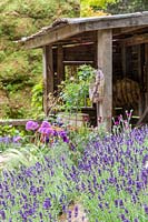 The Donkey Sanctuary: Donkeys Matter Garden at RHS Chelsea Flower Show 2019 -  View over a bed of Lavendula to a shed - Designer:  Christina Williams and Annie Prebensen - Sponsor: The Donkey Sanctuary