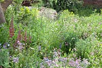 The Resilience Garden at Chelsea Flower Show 2019. Mixed woodland planting of pink ragged robin, blue-flowered borage, forget-me-not, linum perenne, red spired echium russicum, lupins, geranium phaeum, Designer: Sarah Eberle. Sponsored by Gravetye Manor Hotel and Restaurant, Kingscote Estate, Forestry Commission,Department for Environment, Food and Rural Affairs, Royal Botanic Gardens, Kew,Scottish Forestry, Scottish Government, Welsh Government 