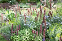 The Resilience Garden at RHS Chelsea Flower Show 2019. Planting includes: pink ragged robin, blue-flowered borage, forget-me-not, linum perenne, red spired echium russicum, lupins, geranium phaeum, Designer: Sarah Eberle. Sponsored byGravetye Manor Hotel and Restaurant, Kingscote Estate, Forestry Commission,Department for Environment, Food Food and Rural Affairs, Royal Botanic Gardens, Kew,Scottish Forestry, Scottish Government, Welsh Government
