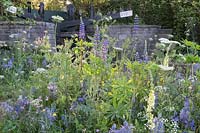 The Welcome to Yorkshire Garden – planting of lupins, delphinium, Camassia leichtlinii and perennial meadow plants - Designer: Mark Gregory  - Sponsor: The RHS