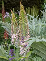 The Morgan Stanley Garden . A Sustainable garden based around herbaceous planting with a tall Eremurus planted with a Cardoon - Designer: Chris Beardshaw  - Sponsor: Morgan Stanley