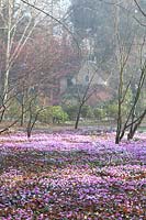 Flowering Cyclamen coum and snowdrops in The Arboretum, with view to the Sanctuary in the background. Highgrove, February, 2019.
