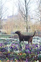 Willow sculpture of Tigga among crocuses and snowdrops in The Meadow, Highgrove, February, 2019. 