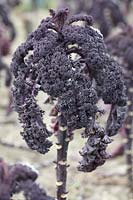 Brassica oleracea var. acephala Redbor