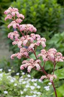 Rodgersia pinnata Fireworks Â®