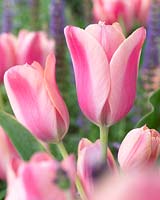 Tulipa Candy Kisses