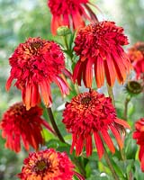 Echinacea Hot Papaya