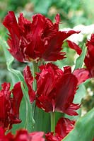 Tulipa Red Lizard