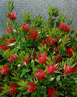 Callistemon