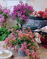 Bougainvillea mixed