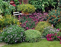Collection patio plants, Brugmansia, Scaevola, Impatiens, Abutilon, Senna 