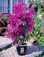 Bougainvillea purple